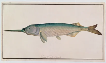 Eekan Todah Pindik, de Dibujos de peces de Malaca, c.1805-18